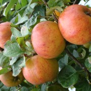 The Predictable Consequence of Predicting Predictability